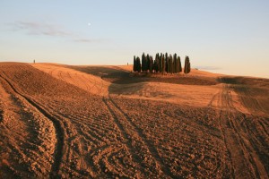 Ciccibacco - Toscana mon amour